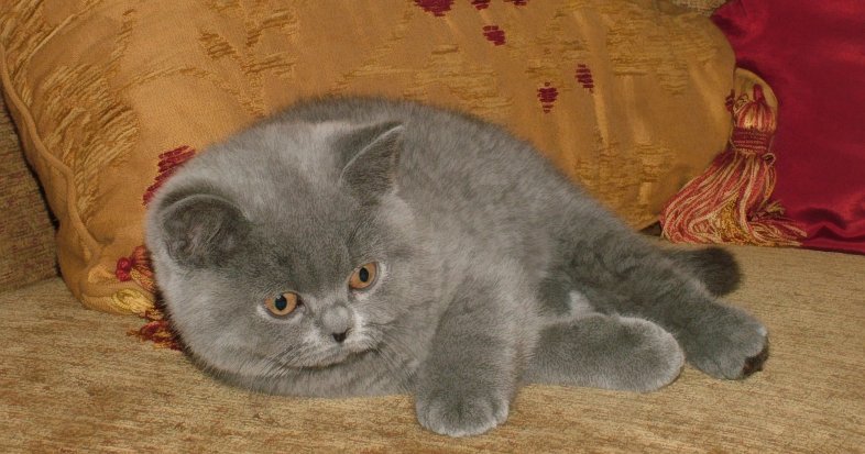 Pampurred Lysette
